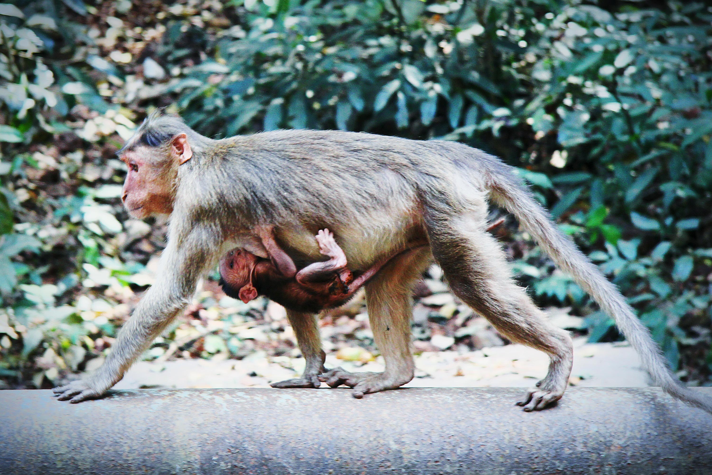 Monkey carrying a baby